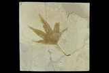 Fossil Sycamore Leaf (Platanus) - Green River Formation, Utah #117985-1